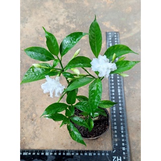 Cây giống hoa Lài Tây, Lài tiểu thư nhỏ