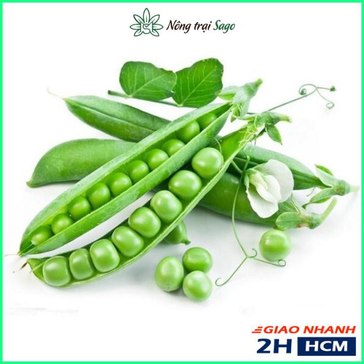 Hạt giống Đậu Hà Lan Lấy Hạt Trồng Quang Năm, Trái Sai - Gói 50 gram