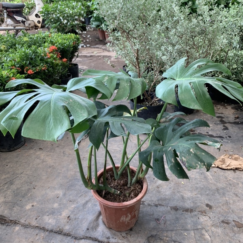 Cây trầu bà nam mỹ Monstera cao 70cm, nhánh lá xum xuê xanh tươi quanh năm, cây phong thuỷ trồng nội thất, sân vườn