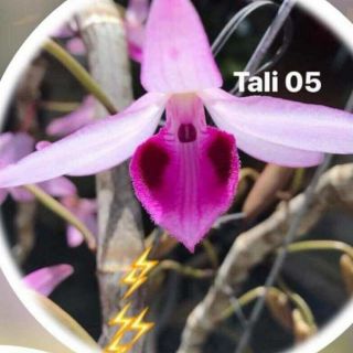 Hoa phong lan - Giả hạc nù tali