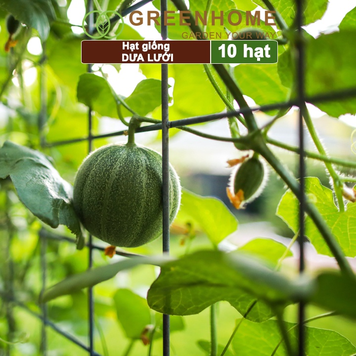 Hạt giống Dưa lưới ruột vàng f1 Greenhome, gói 10 hạt, sinh trưởng mạnh, năng suất cao T14