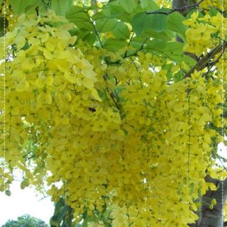 Cây Osaka vàng(muồng hoàng yến) cao 30-40cm