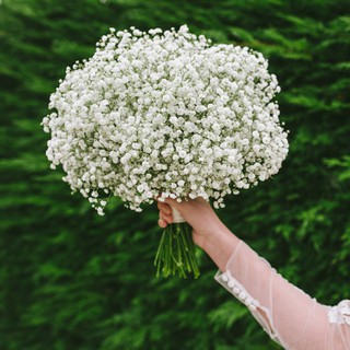 [Hạt mới t8/2020] Gói 100 hạt giống hoa baby trắng trồng chậu - Gypsophila Gypsy / Baby breath - Nanuseed