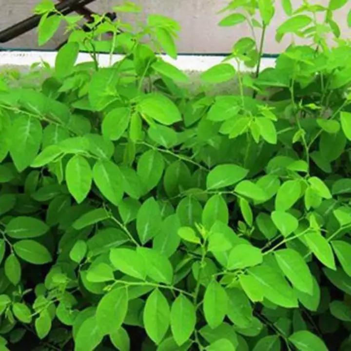 Hạt giống rau Ngót F1 (15 hạt)
