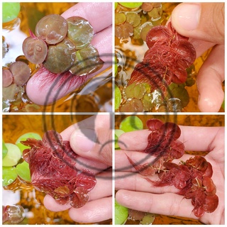 Bèo rễ đỏ trang trí bể thủy sinh