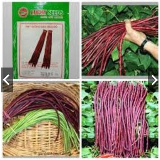 Hạt giống đậu đũa tím gói 3gr