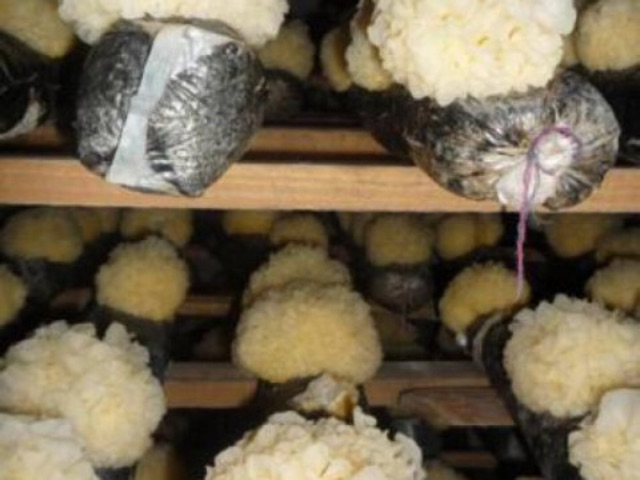 Nấm tuyết ( ngân nhĩ ) 500g | BigBuy360 - bigbuy360.vn