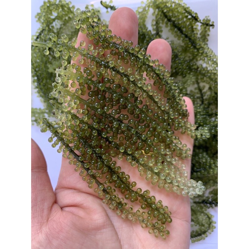 [GÓI 100G +TẶNG SỐT] RONG NHO TÁCH NƯỚC KHÁNH HOÀ 100G | BigBuy360 - bigbuy360.vn