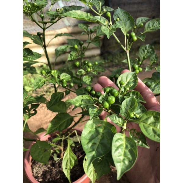 Cây ớt Peru - Aji Charapita (Capsicum chinense)