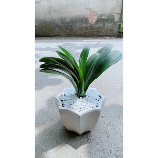 Chậu cây lan quân tử