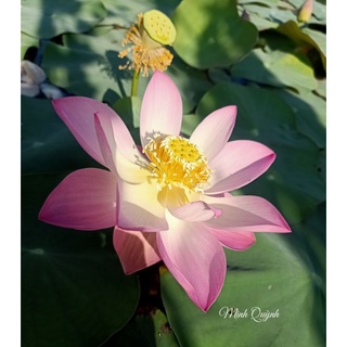 Củ sen Pink Cherry