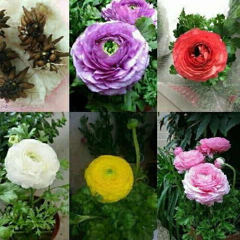 Bộ 5 củ hoa hồng mao lương. tím cam trắng hồng vàng - kèm 5 viên nén ươm củ
