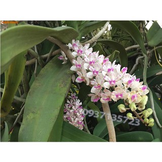 cây lan ngọc điểm rừng