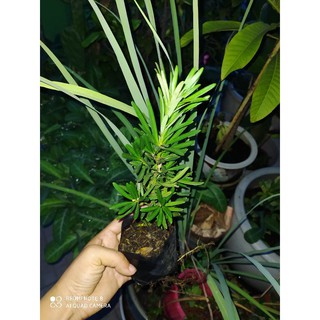 Cây Tùng vạn niên ( cây La Hán)