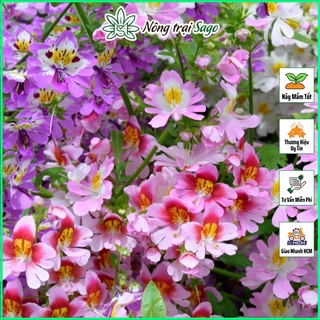 Hạt Giống Hoa Cánh Bướm Cali Nhiều Màu, Trồng Quanh Năm - Green House