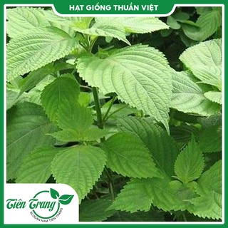 Hạt giống rau kinh giới mv - 70