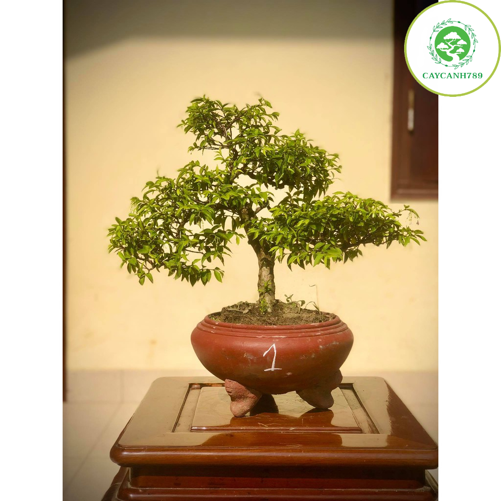 Cây mai chiếu thủy bonsai - cây khỏe mạnh dễ chăm