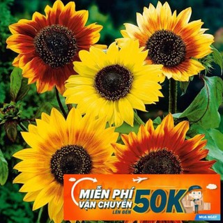 30 Hạt giống hoa Hướng dương mix