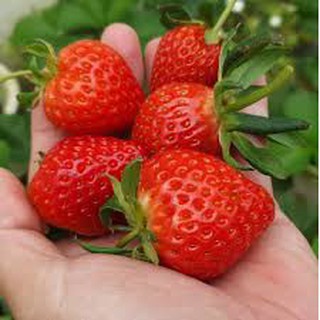 400GR KẸO DÂU TÂY | ĐẶC SẢN ĐÀ LẠT