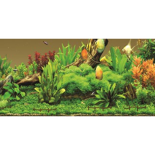 Tranh phông nền dán hồ cá aqua_014 kt 120 x 60 cm