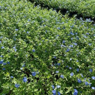Hoa Thanh Tú (Blue Daze)