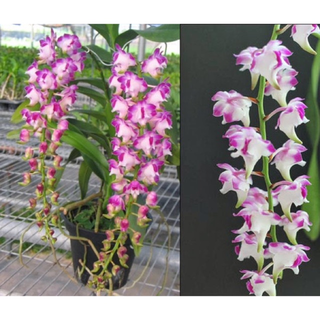 Cây giống lan Cửu bảo tiên
