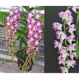 Cây giống lan Cửu bảo tiên