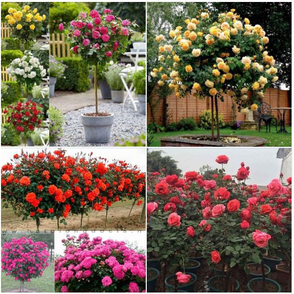 Hạt giống hoa hồng thân gỗ Tree Rose nhiều màu 20 hạt_ tặng kèm 3 viên nén ươm hạt