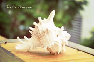 Vỏ ốc gai trắng trang trí