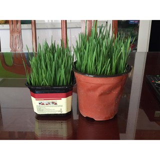 hạt giống cỏ mèo