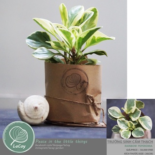 Cây trường sinh cẩm thạch / rainbow peperomia