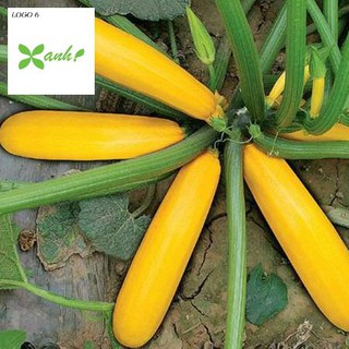 Hạt giống Bí ngòi vàng (7hạt)