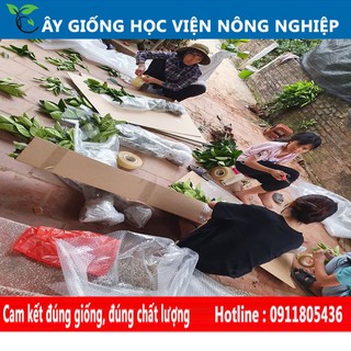 cây giống khế ngọt cây giống của viện nghiên cứu cây trồng học viện nông nghiệp