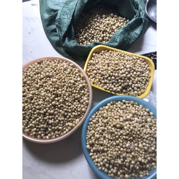 Củ nén 2kg, Hành tăm (Hành chăm) Nghệ An.