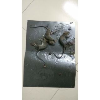Combo 20 miếng keo dán chuột ĐẠI LỘC.