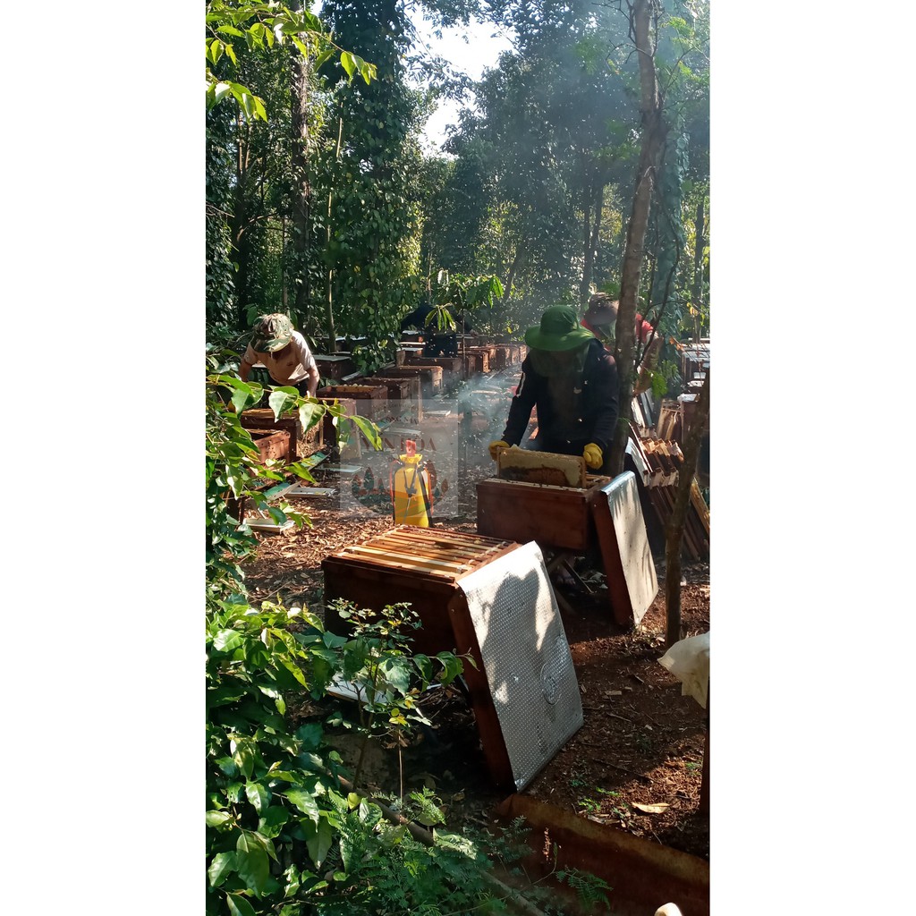 Mật ong hoa Cà Phê (1 lít ) trực tiếp từ trại ong DakLak | BigBuy360 - bigbuy360.vn