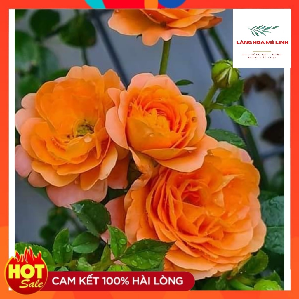 Hoa hồng Tezza [ 💕MÀU CÁ HỒI HOẶC TÍM💕] 💕  - giống hồng mini  mới, có thể trồng ban công, trước hiên hoặc làm quà tặng 💕