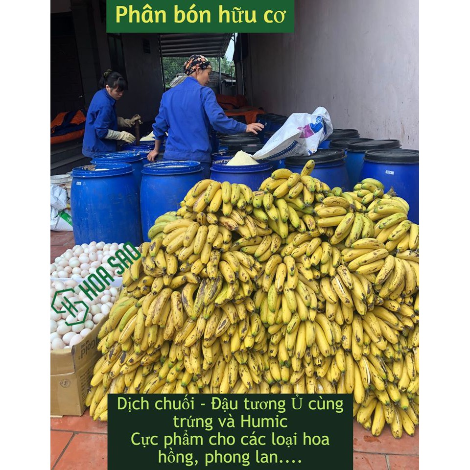 Dịch chuối ủ trứng thần dược cho phong lan