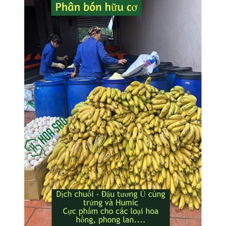 Mua Dịch chuối ủ trứng thần dược cho phong lan