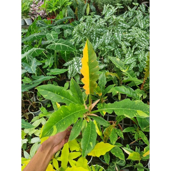 Philodendron ring of fire - cung đàng var
