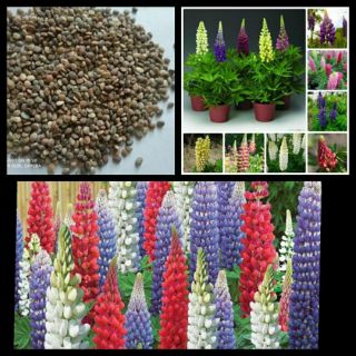 50 Hạt giống hoa đậu lupin