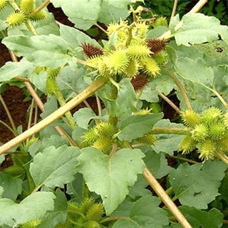 quả ké đầu ngựa khô 1kg Hàng Cty Thaoduocso1