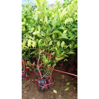 BẦU ĐẤT CHANH GIẤY