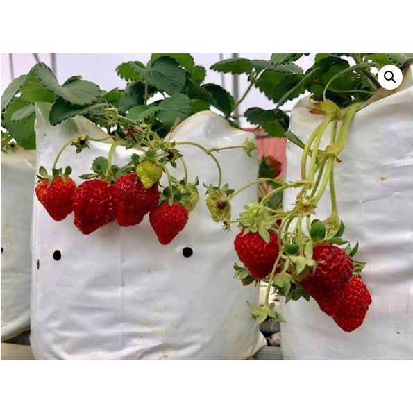 Bịch Nilon trồng cây 2 da trắng – đen (1kg)