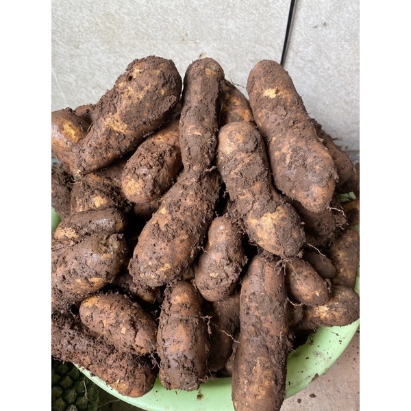 Khoai Từ (1kg) chuyên cung cấp sỉ & lẻ cho các chợ bán lẻ ở TPHCM