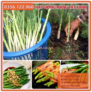 Hạt giống cây măng tây xanh cao sản F1 - gói 1g