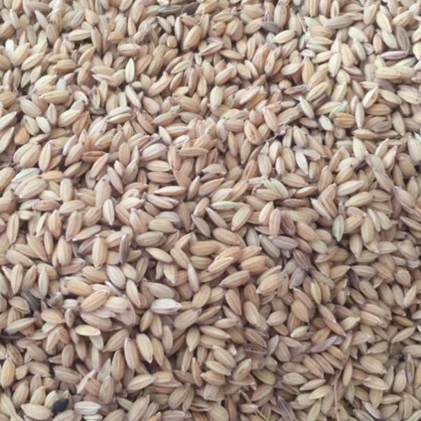 Lúa dùng cho chim, gà 1,2kg