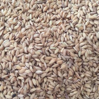 Lúa dùng cho chim, gà 1,2kg