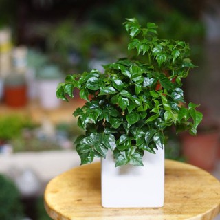 Cây hạnh phúc chậu sứ