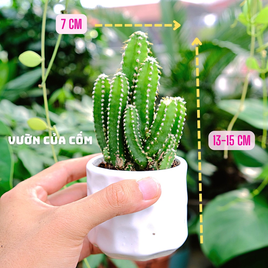 Cây xương rồng thanh sơn để bàn Size nhỏ kèm chậu sứ trắng kíck thước 17 x 7 cm . tặng kèm túi sỏi nhỏ trang trí .